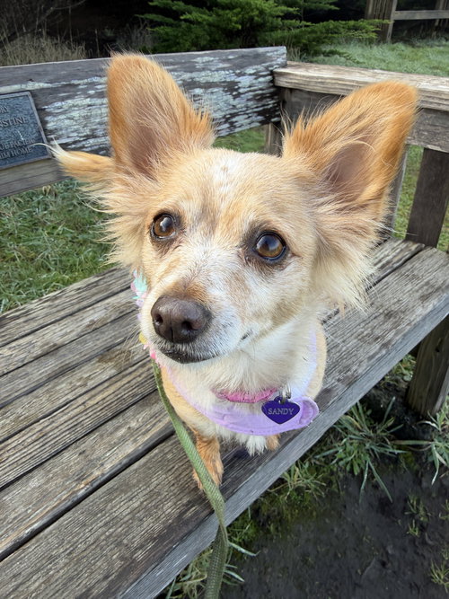 Naomi McGee, an adoptable Chihuahua in San Francisco, CA