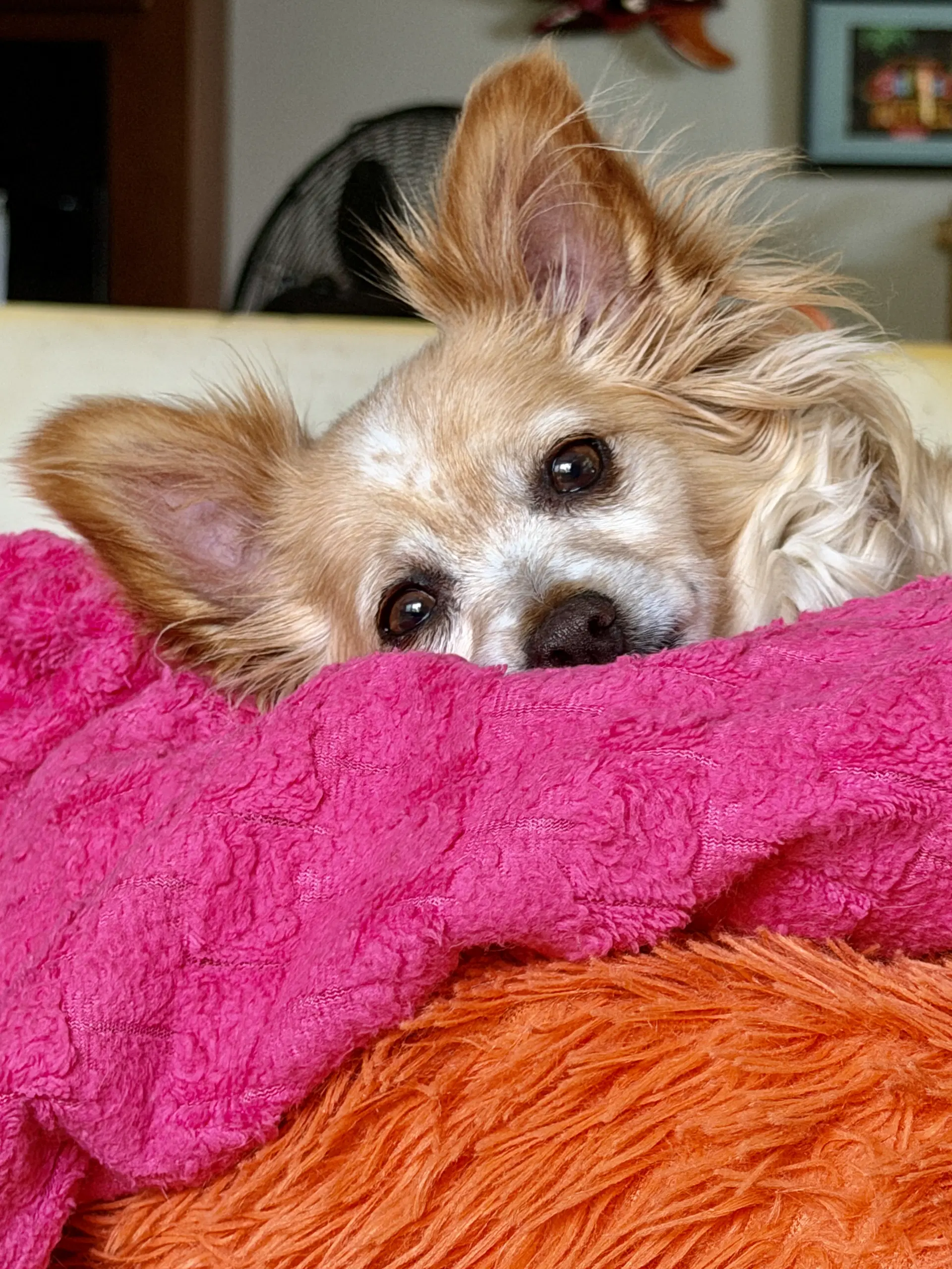 Naomi Mcgee - Chihuahua