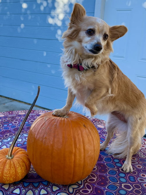 Naomi McGee, Chihuahua / Pomeranian / Mixed (medium coat)