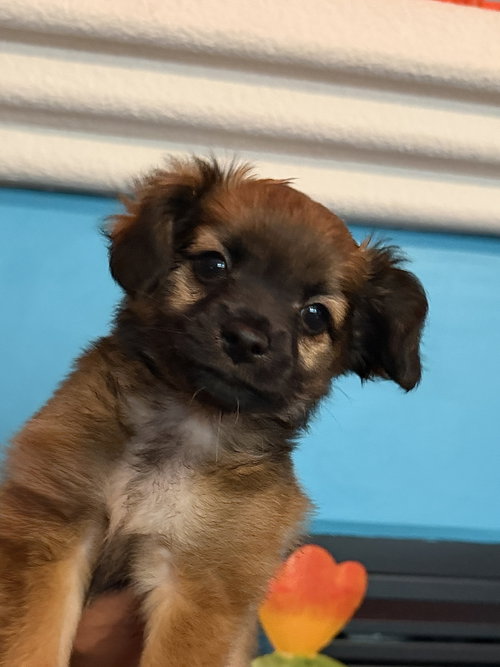 picture of the dog needing adoption