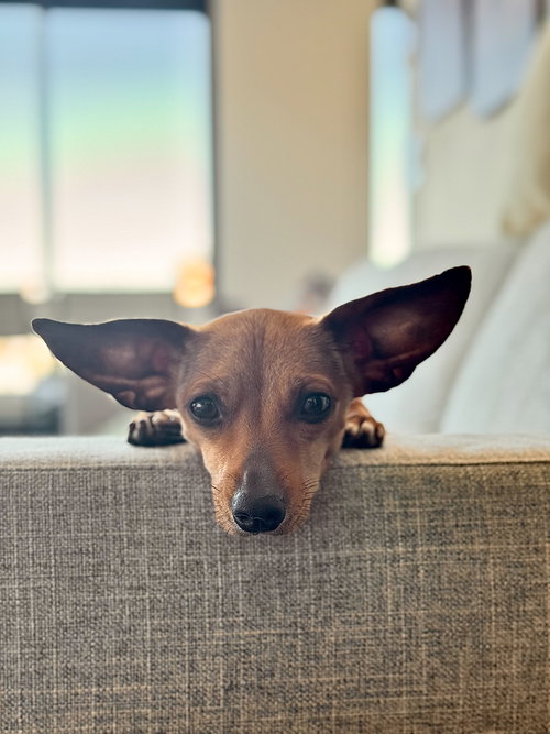 picture of the dog needing adoption