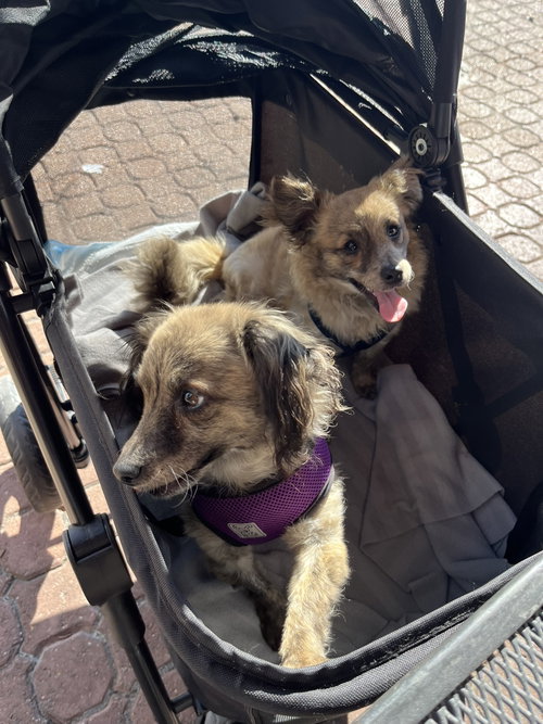 Birdie and Minnie BONDED PAIR BLIND DOGS photo 5