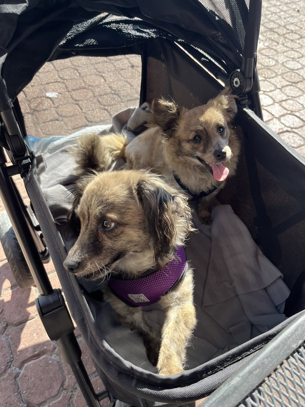 Birdie and Minnie BONDED PAIR BLIND DOGS