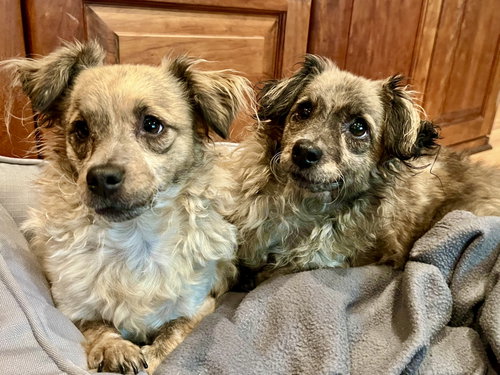 Birdie and Minnie BONDED PAIR BLIND DOGS, Poodle (Toy) / Chihuahua / Mixed (medium coat)