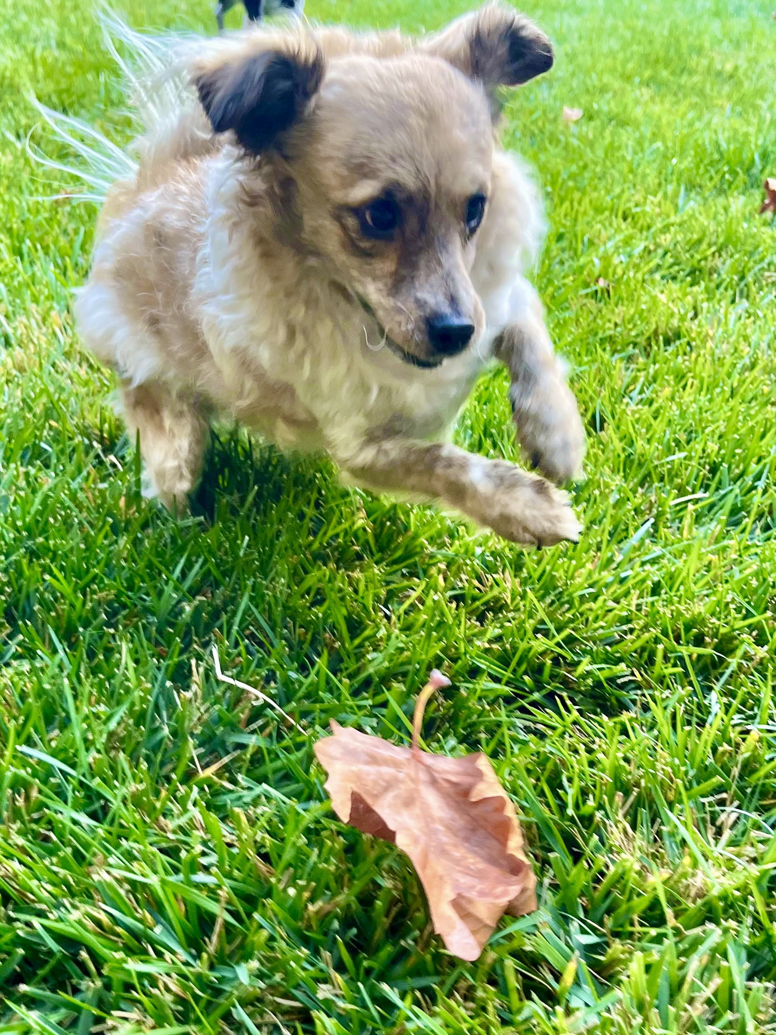 Birdie and Minnie BONDED PAIR BLIND DOGS, photo 2