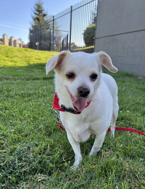 picture of the dog needing adoption