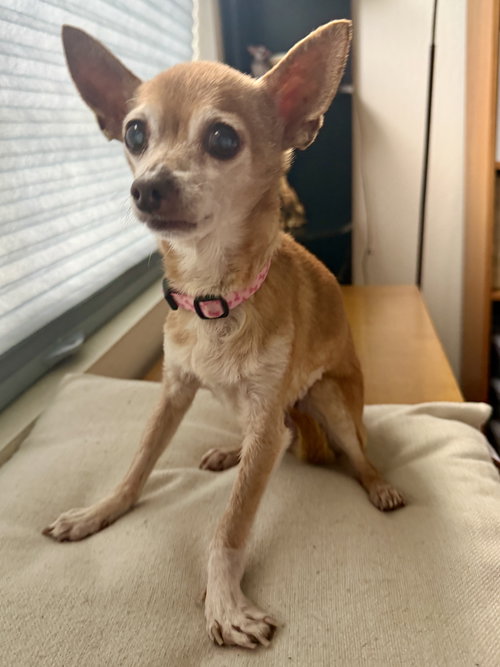 picture of the dog needing adoption
