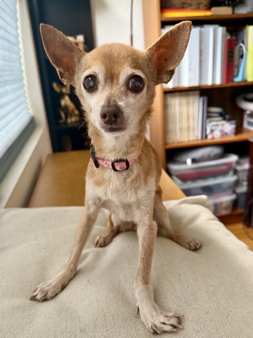 Cricket photo 3