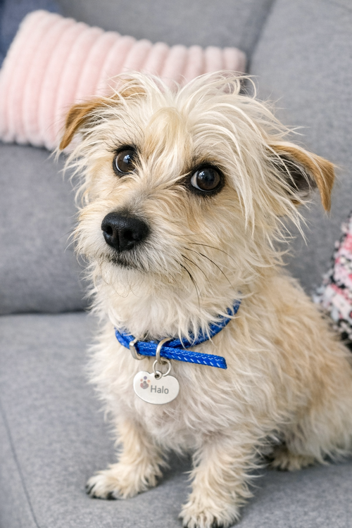 Toto, an adoptable Maltese in San Francisco, CA