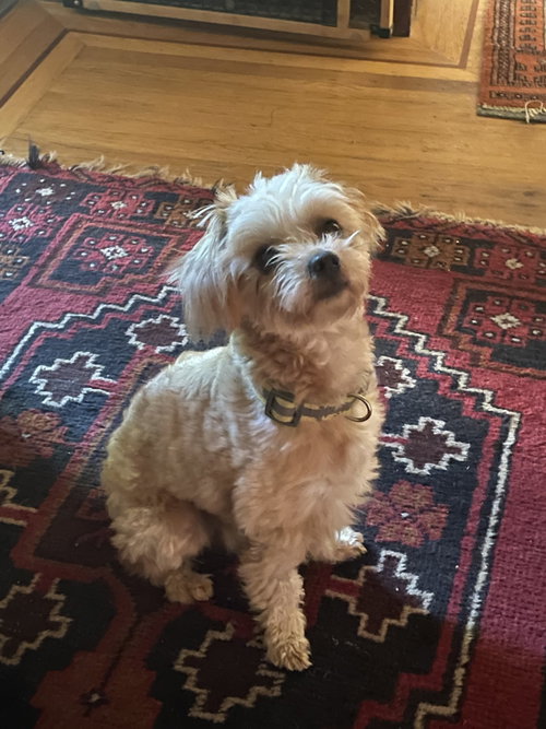 Jax, an adoptable Maltese in San Francisco, CA