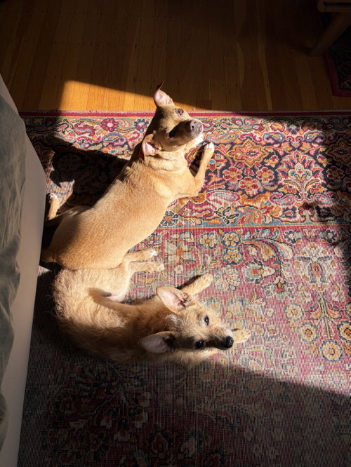 Yoko photo 8