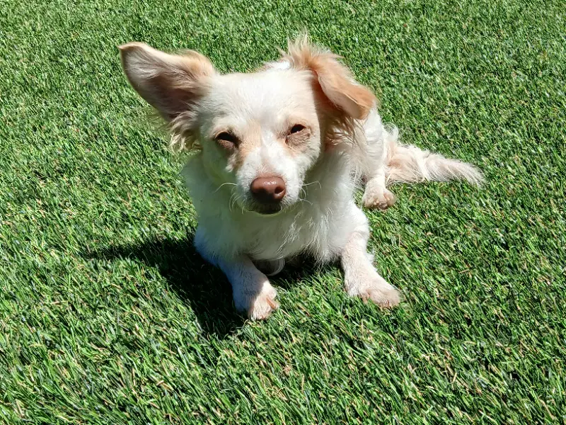 Sugar - Chihuahua