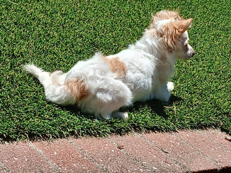 Sugar, photo 14