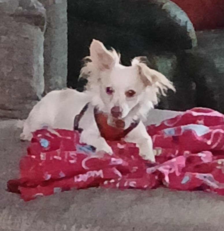 Sugar, Chihuahua