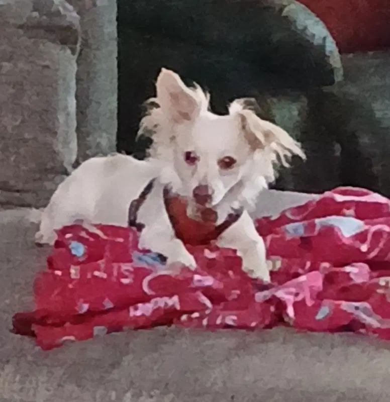 Sugar - Chihuahua