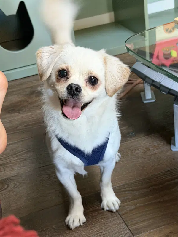 Sidecar - Pekingese