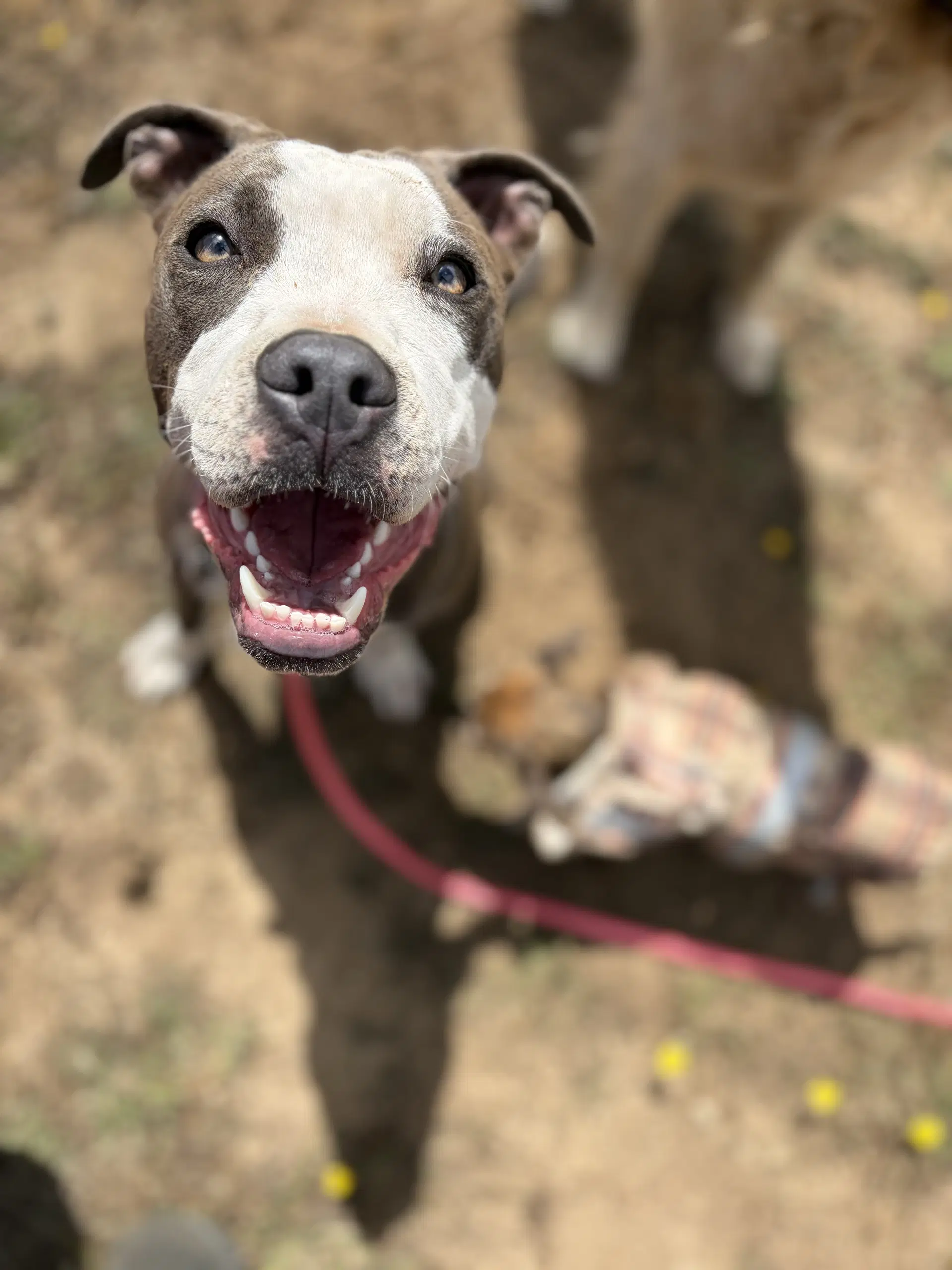 Porsche - Pit Bull Terrier