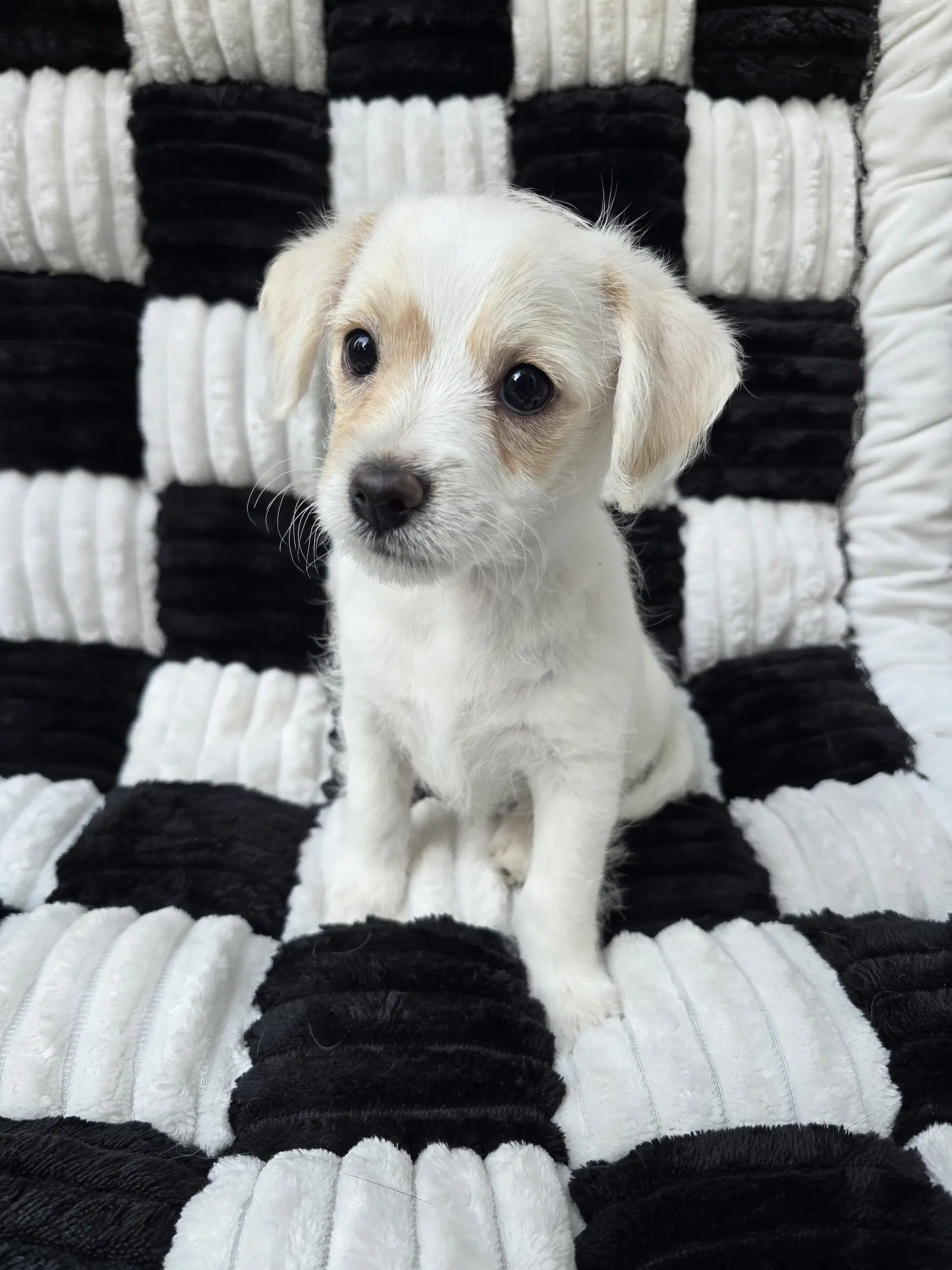 Pearl - Chihuahua