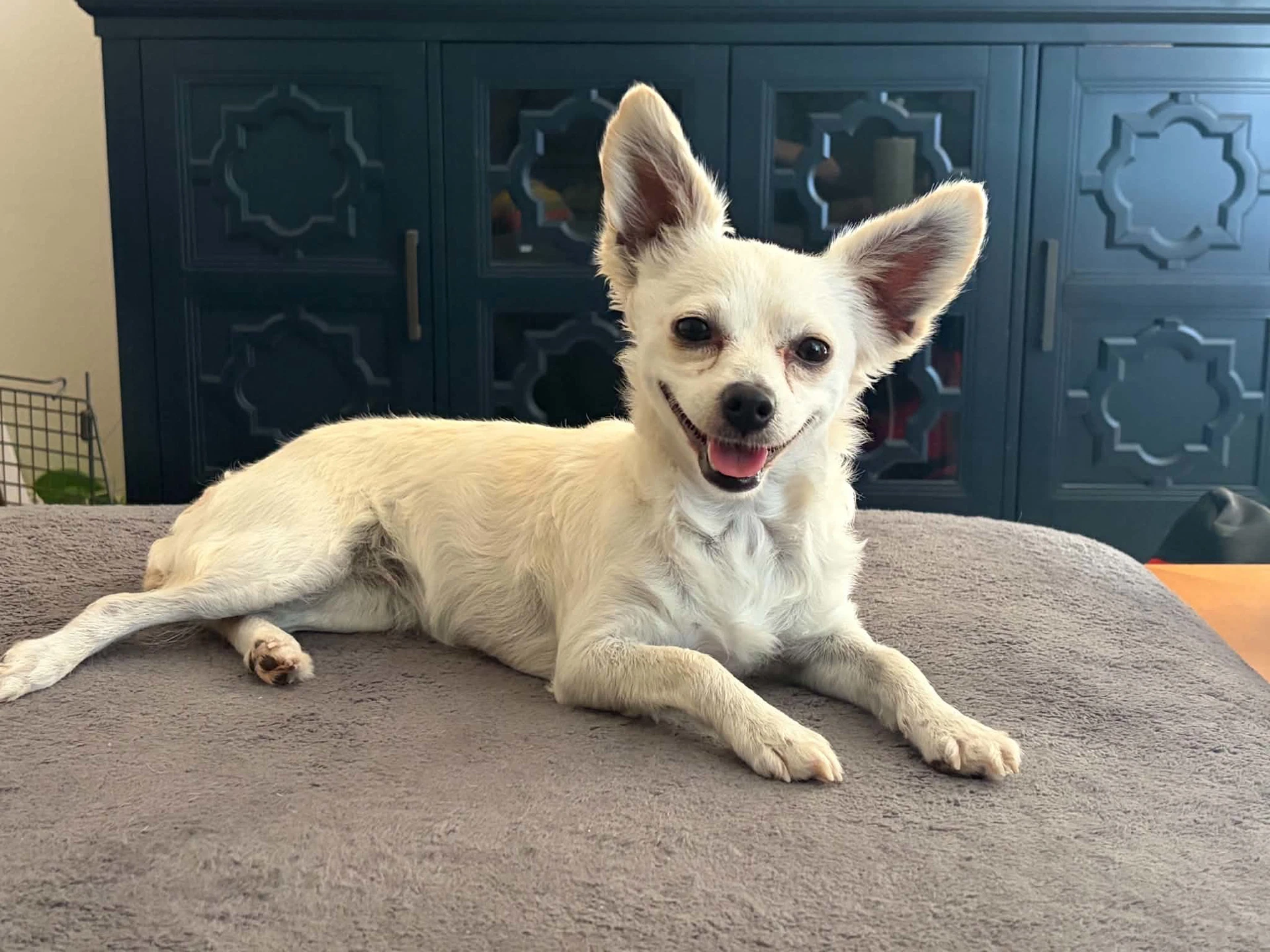 Poppy