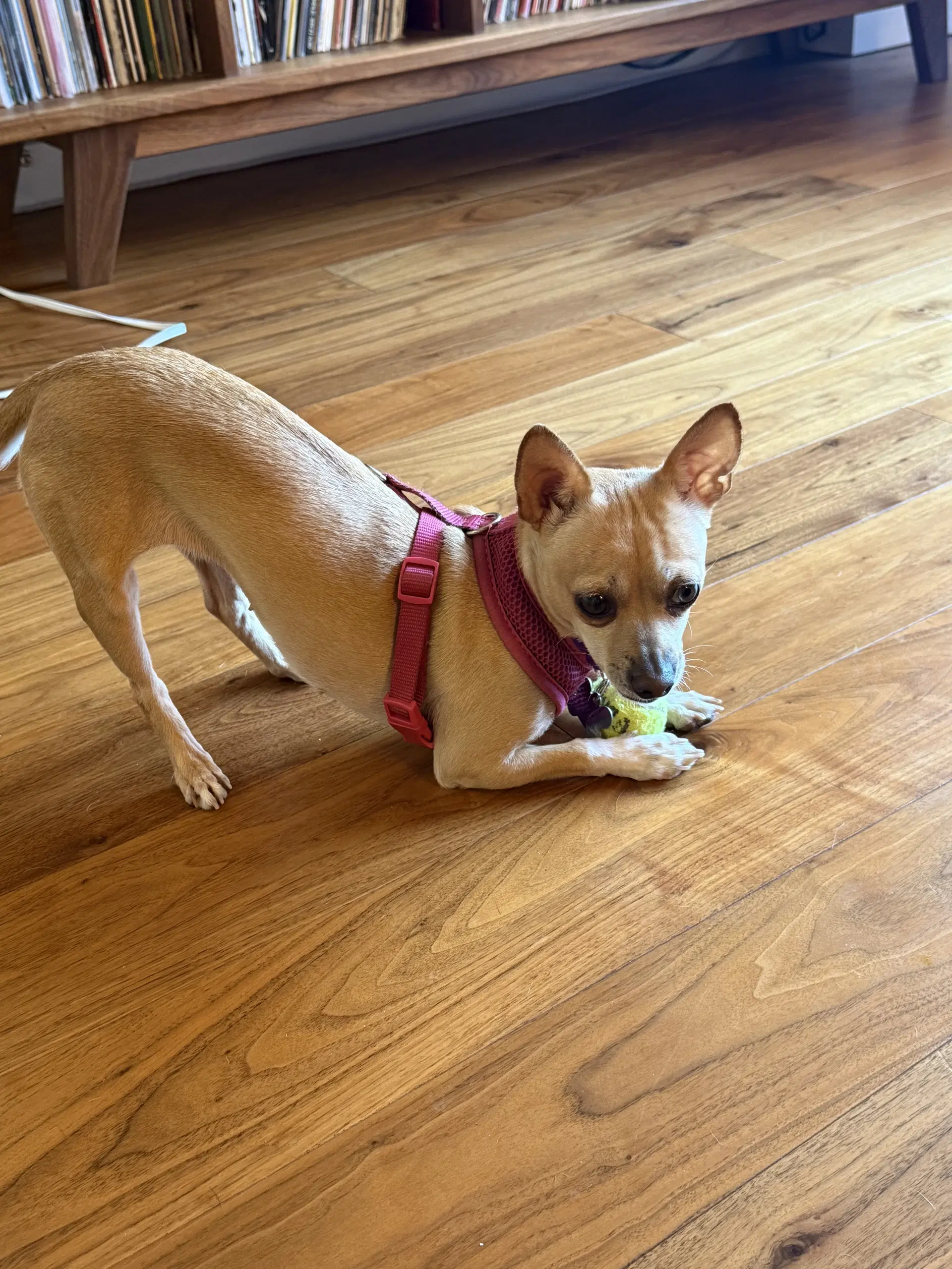 Marnie image 4