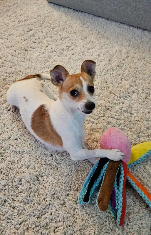 Sunny - Chihuahua