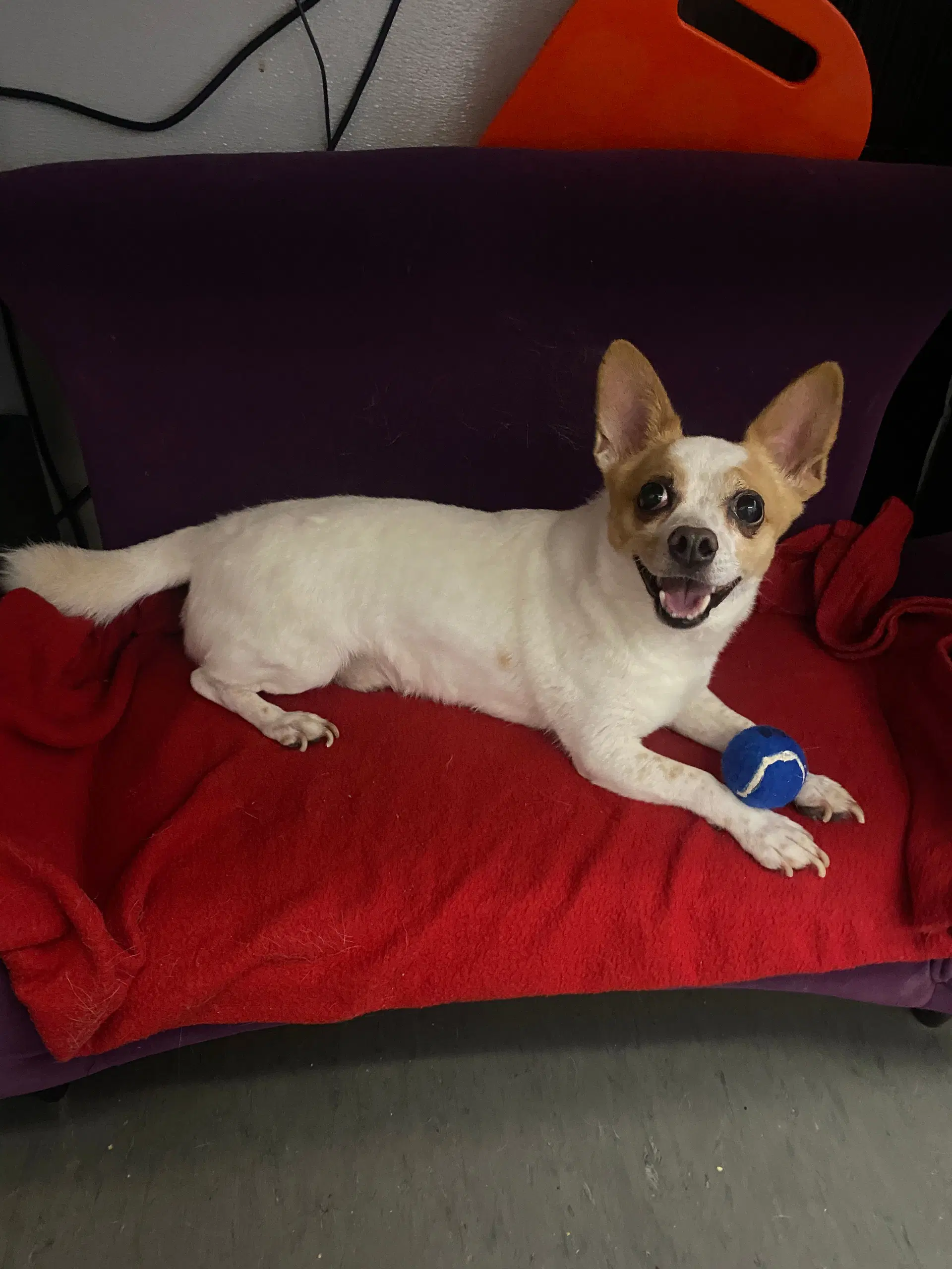 Rocky - Chihuahua