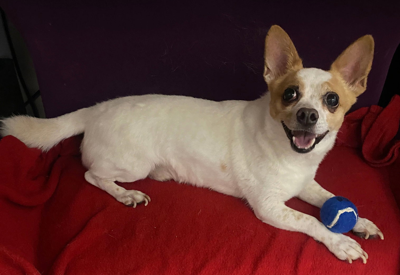Rocky, Chihuahua