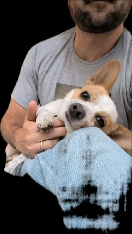 Rocky - Chihuahua
