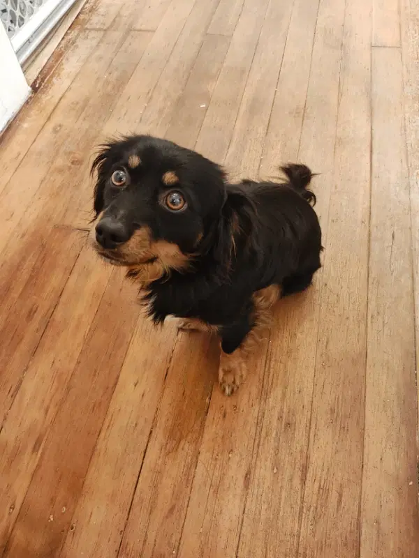 Casper - Tibetan Spaniel