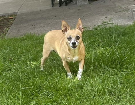 Lucy, photo 7