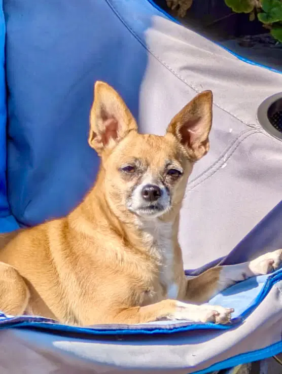 Lucy image 2