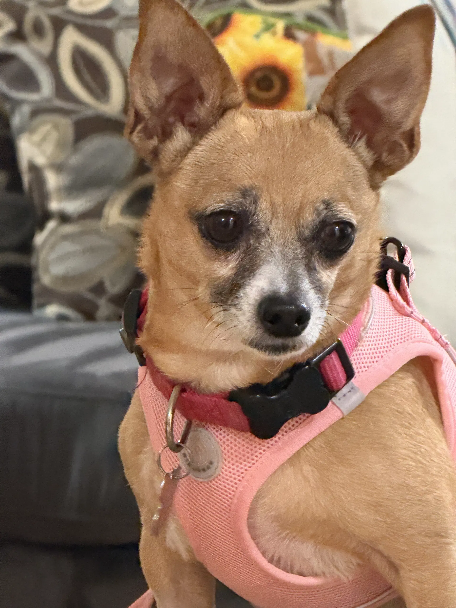 Lucy image 3