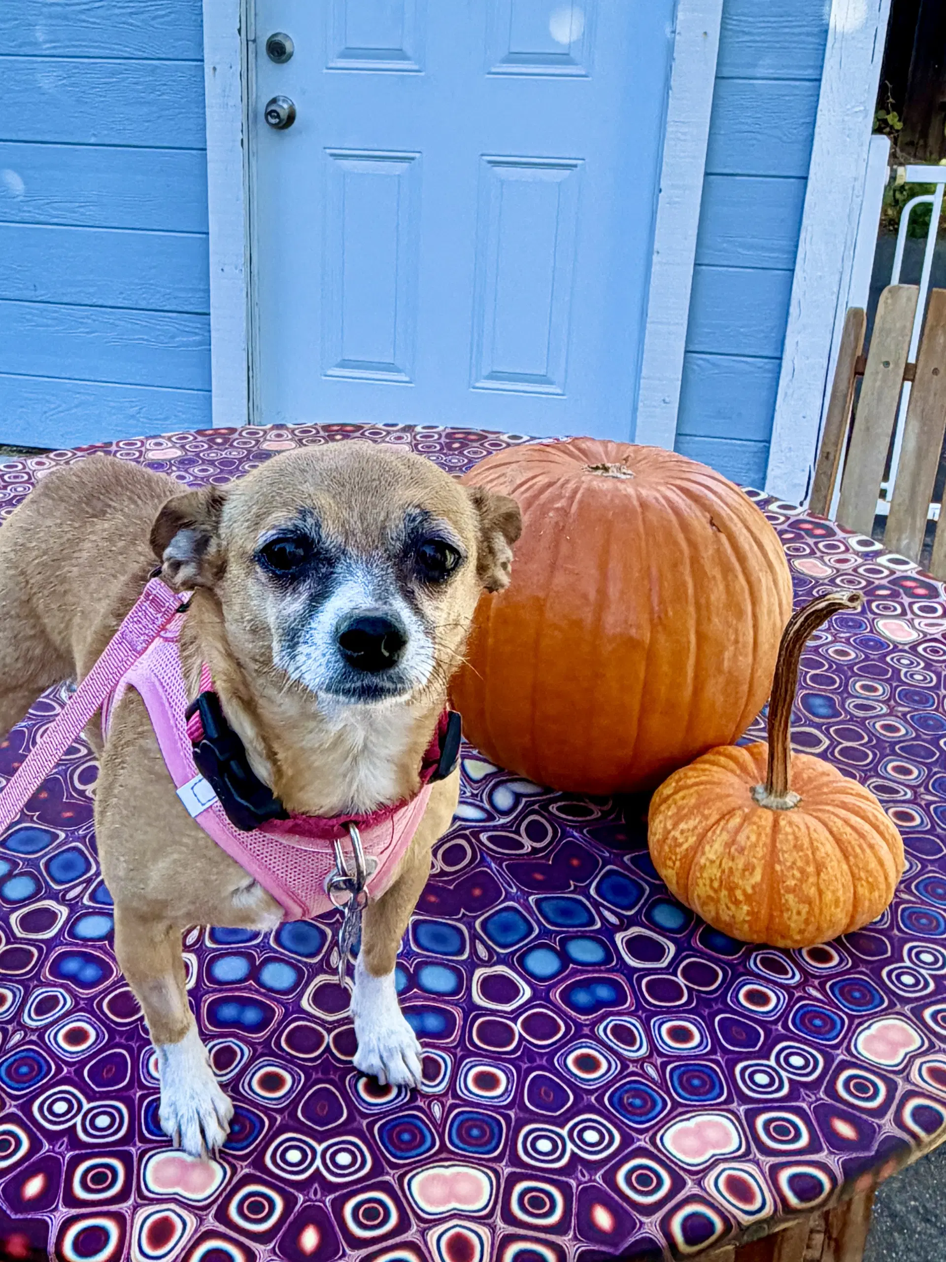 Lucy image 4