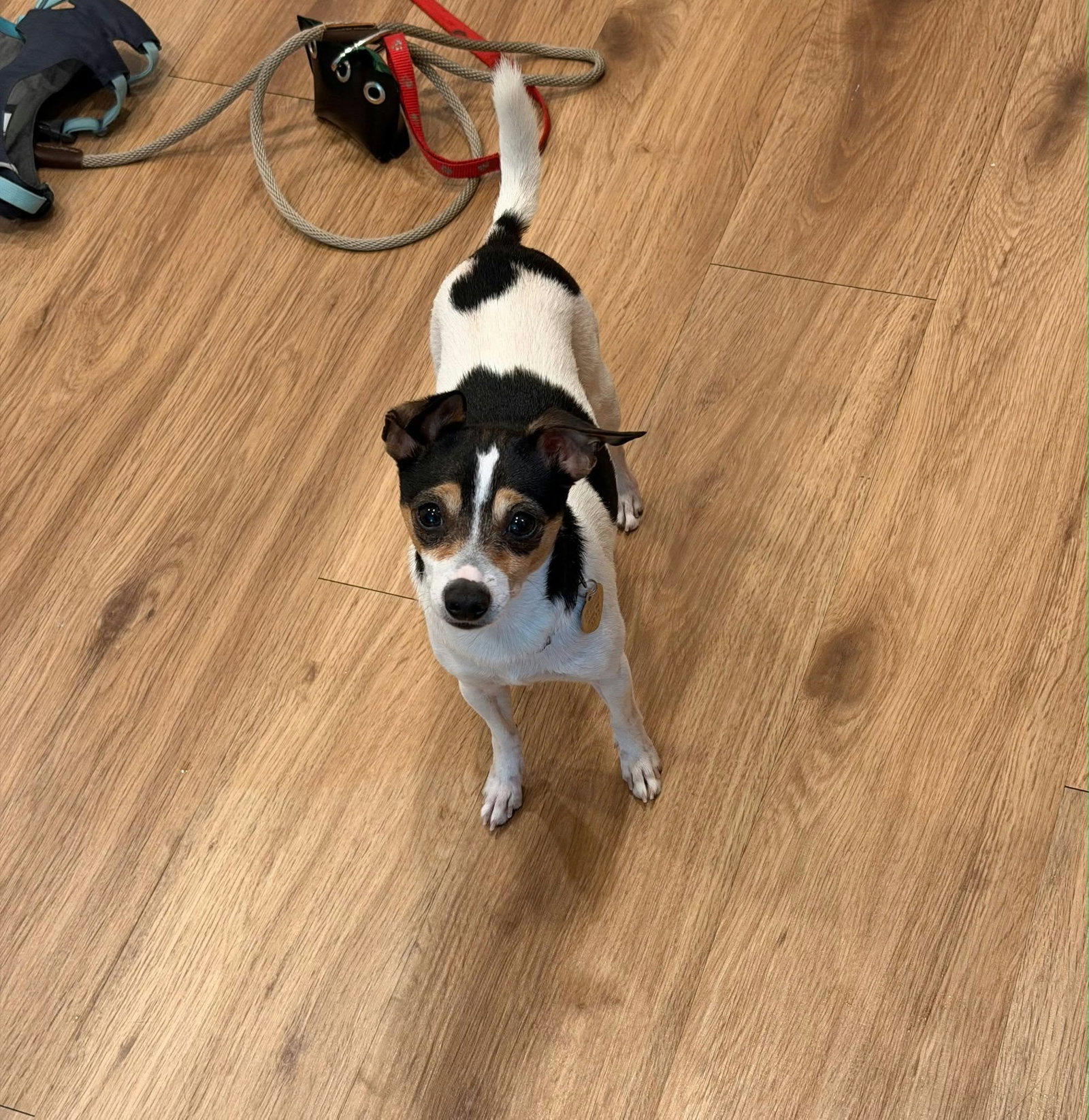 Damon, Chihuahua