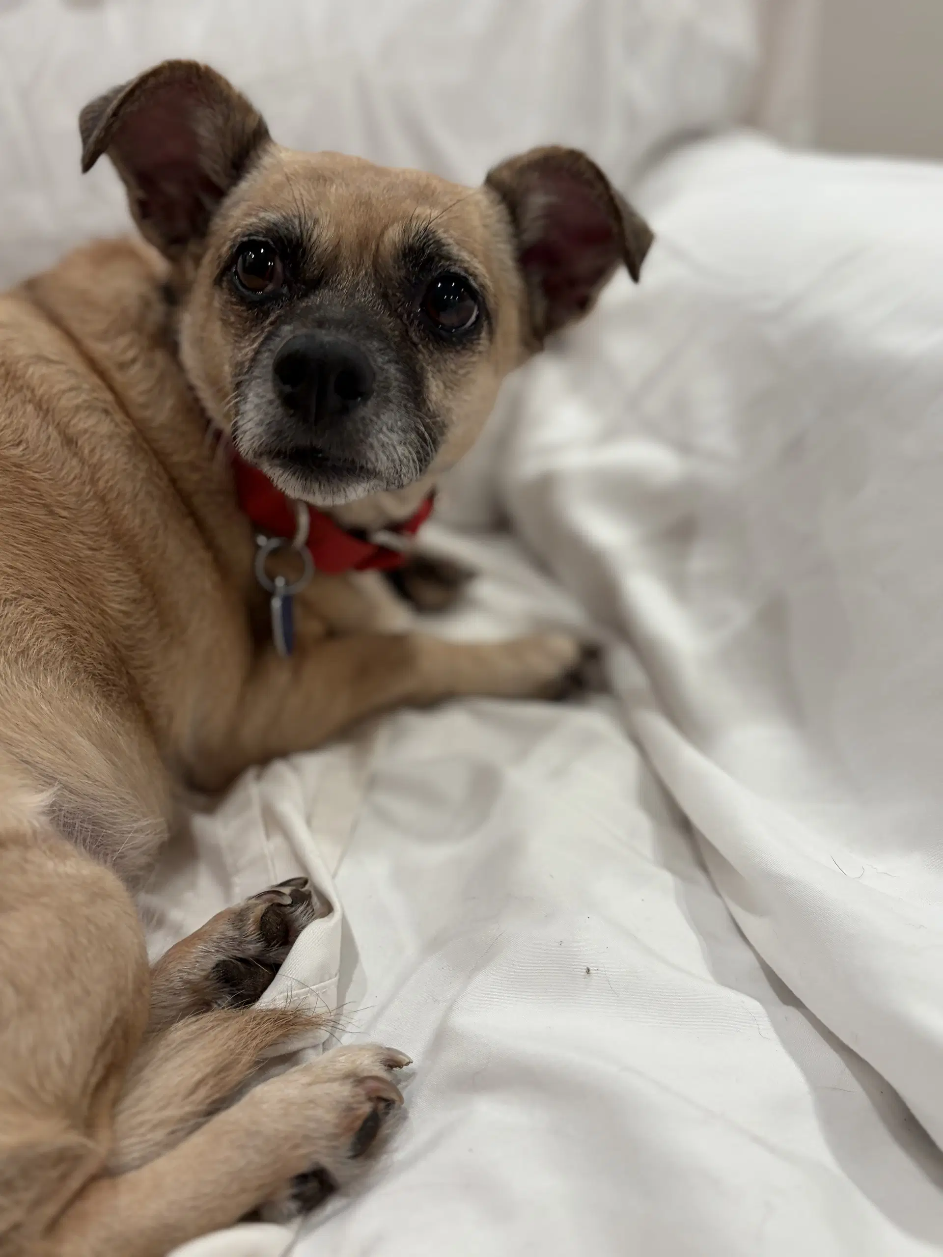 Taffy image 3