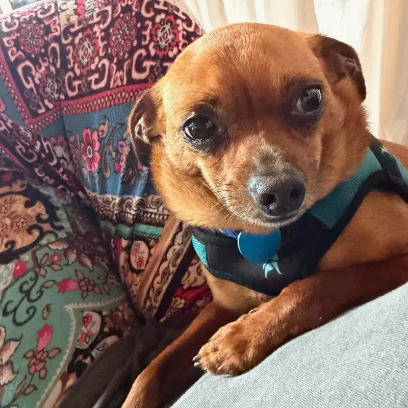 Jimothy - Chihuahua