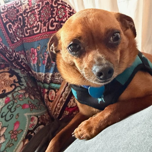 Jimothy, a dog for adoption from Grateful Dogs Rescue