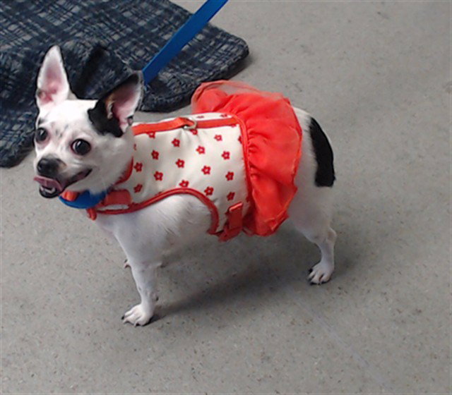 Biscuit, photo 6