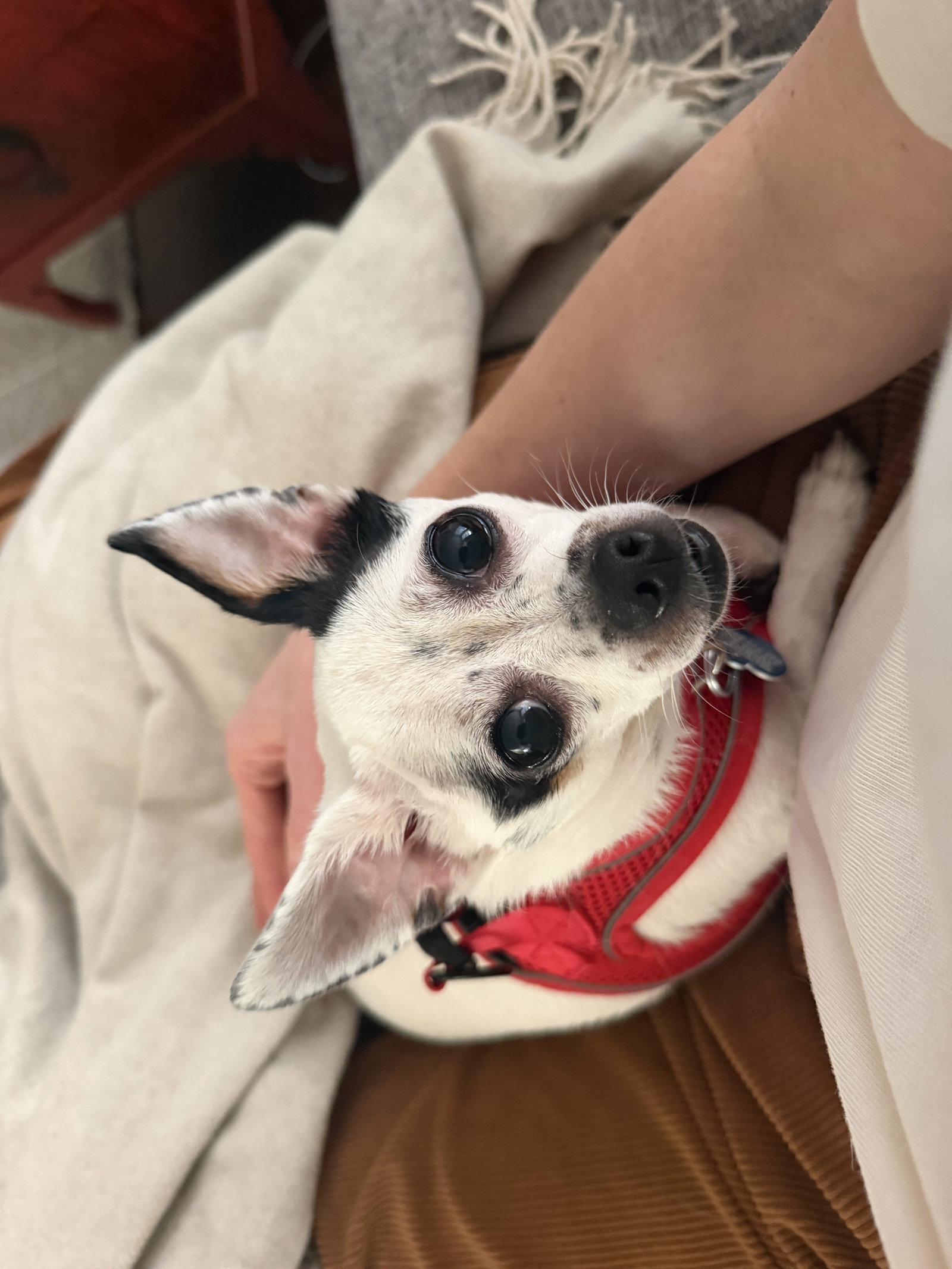 Biscuit, photo 9