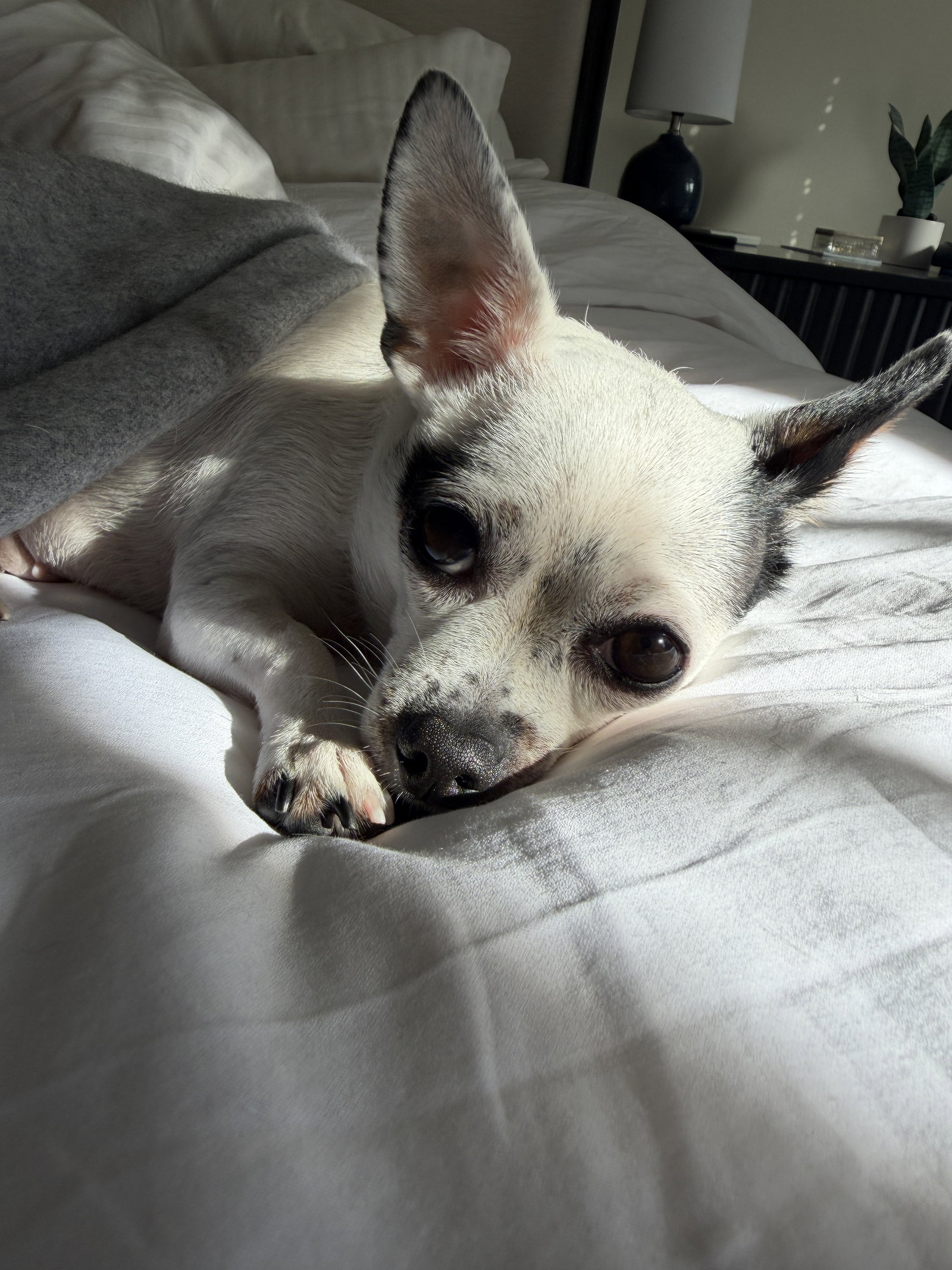 Biscuit, photo 10