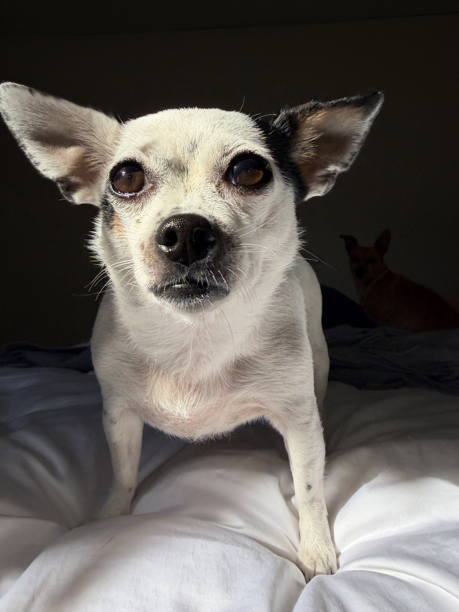 Biscuit, photo 11
