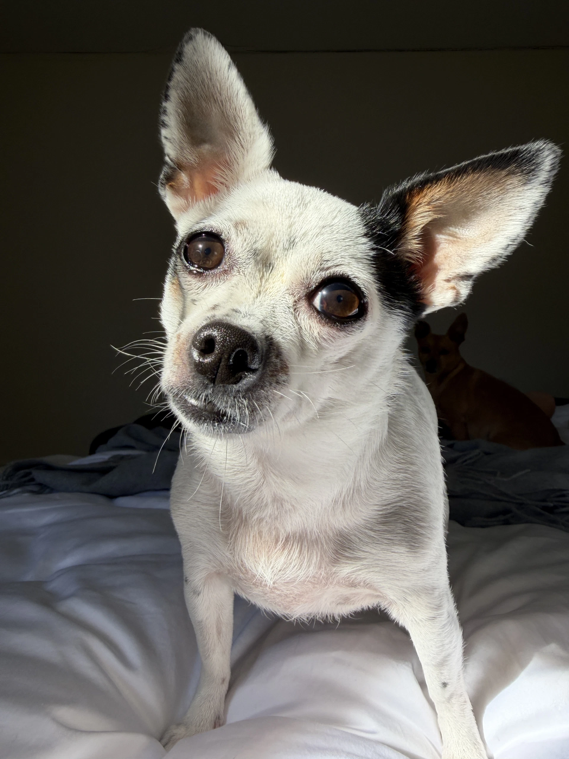 Biscuit