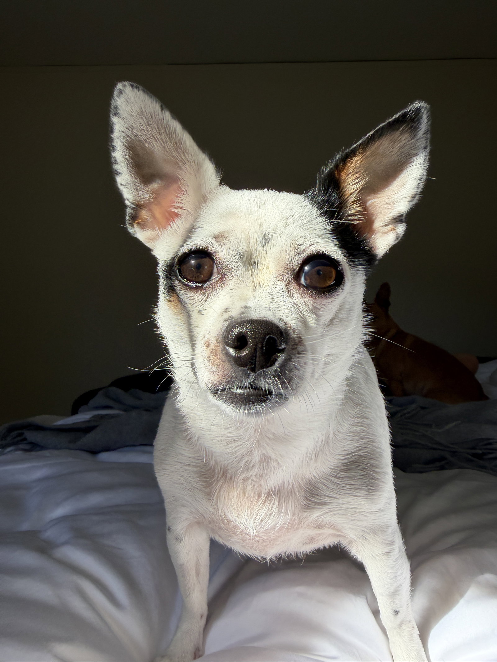 Biscuit, photo 12