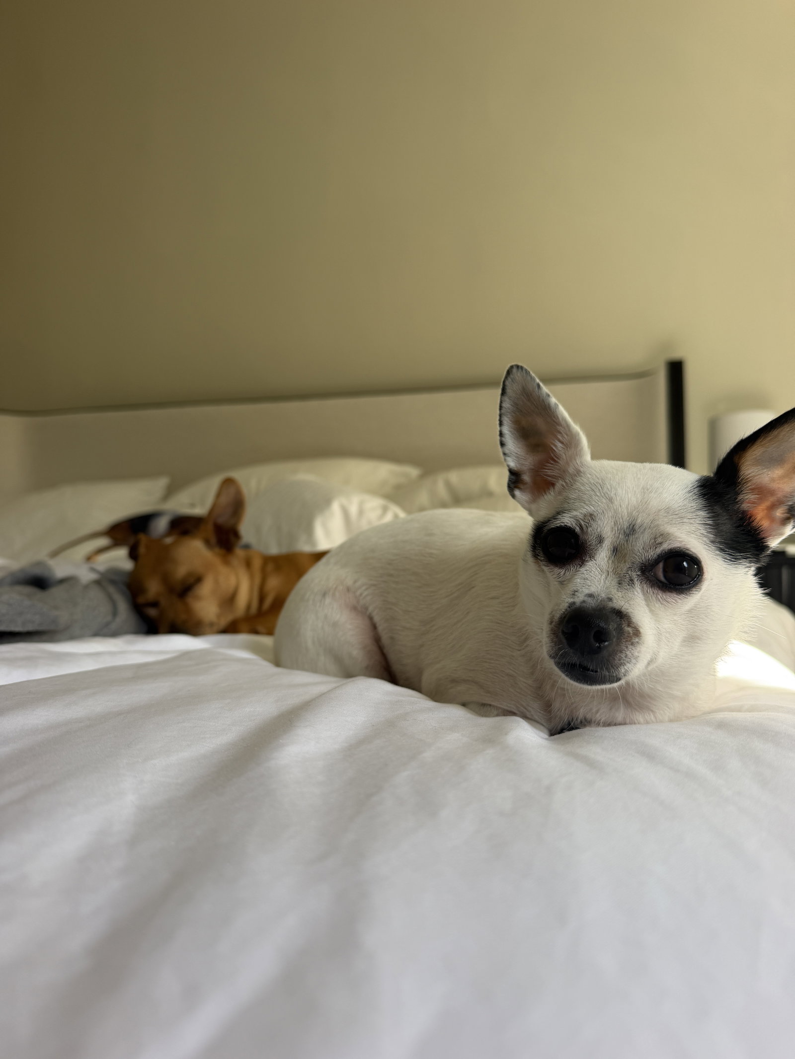 Biscuit, photo 13