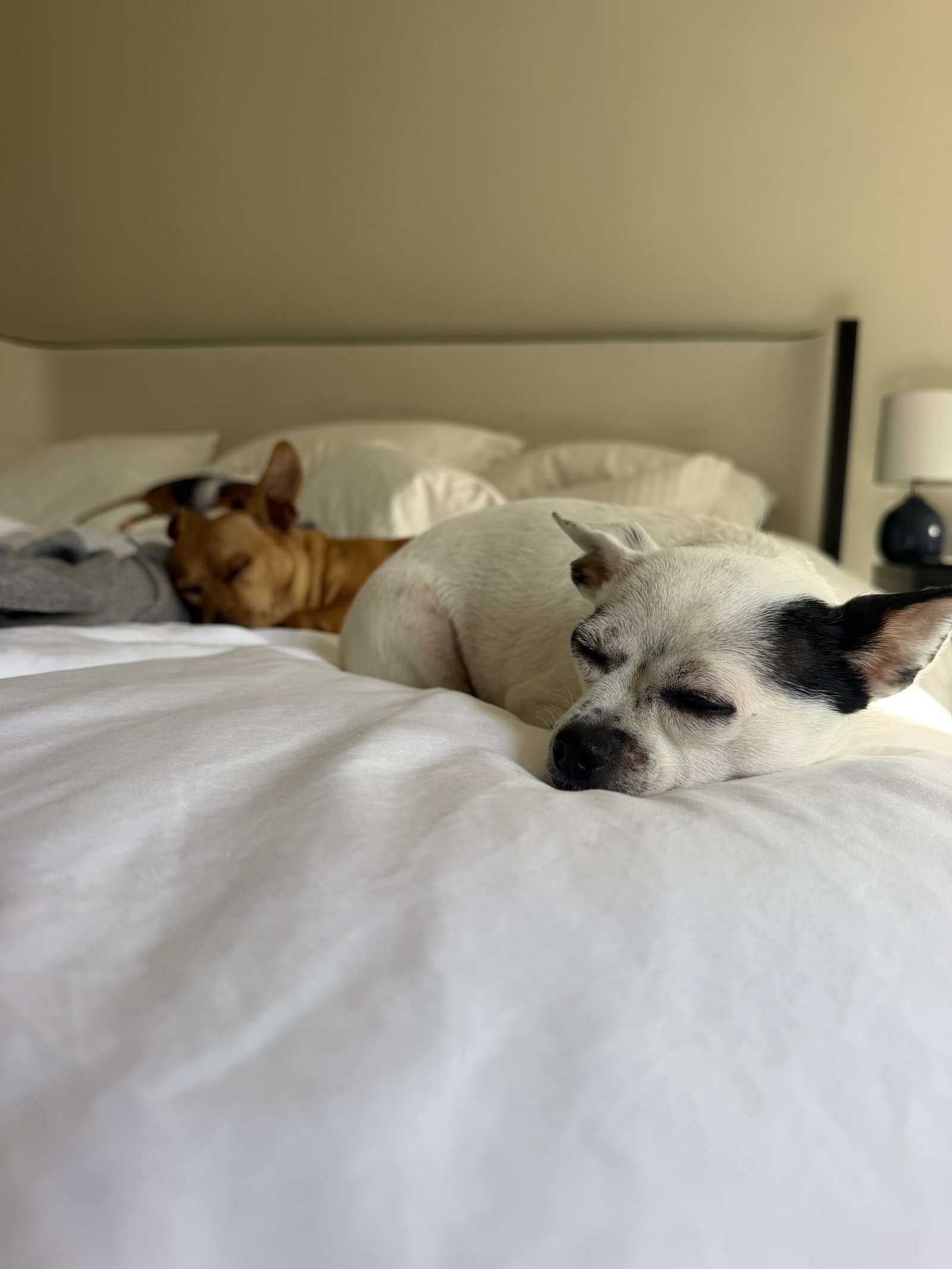 Biscuit, photo 14