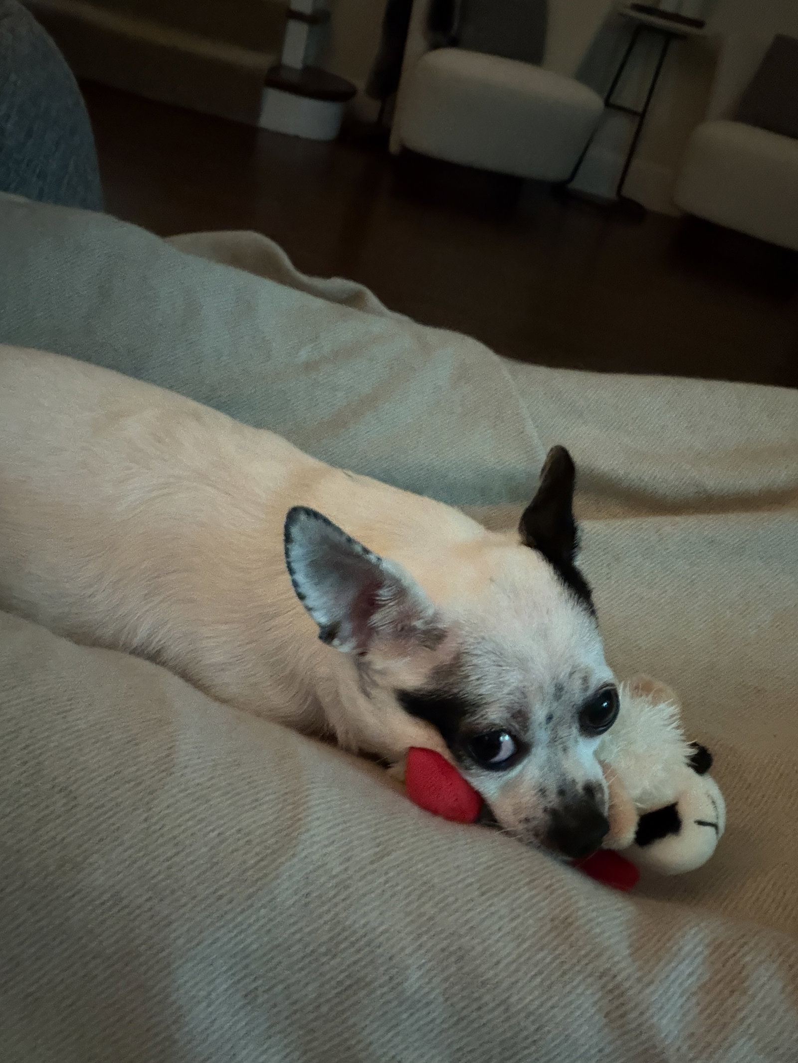 Biscuit, photo 3