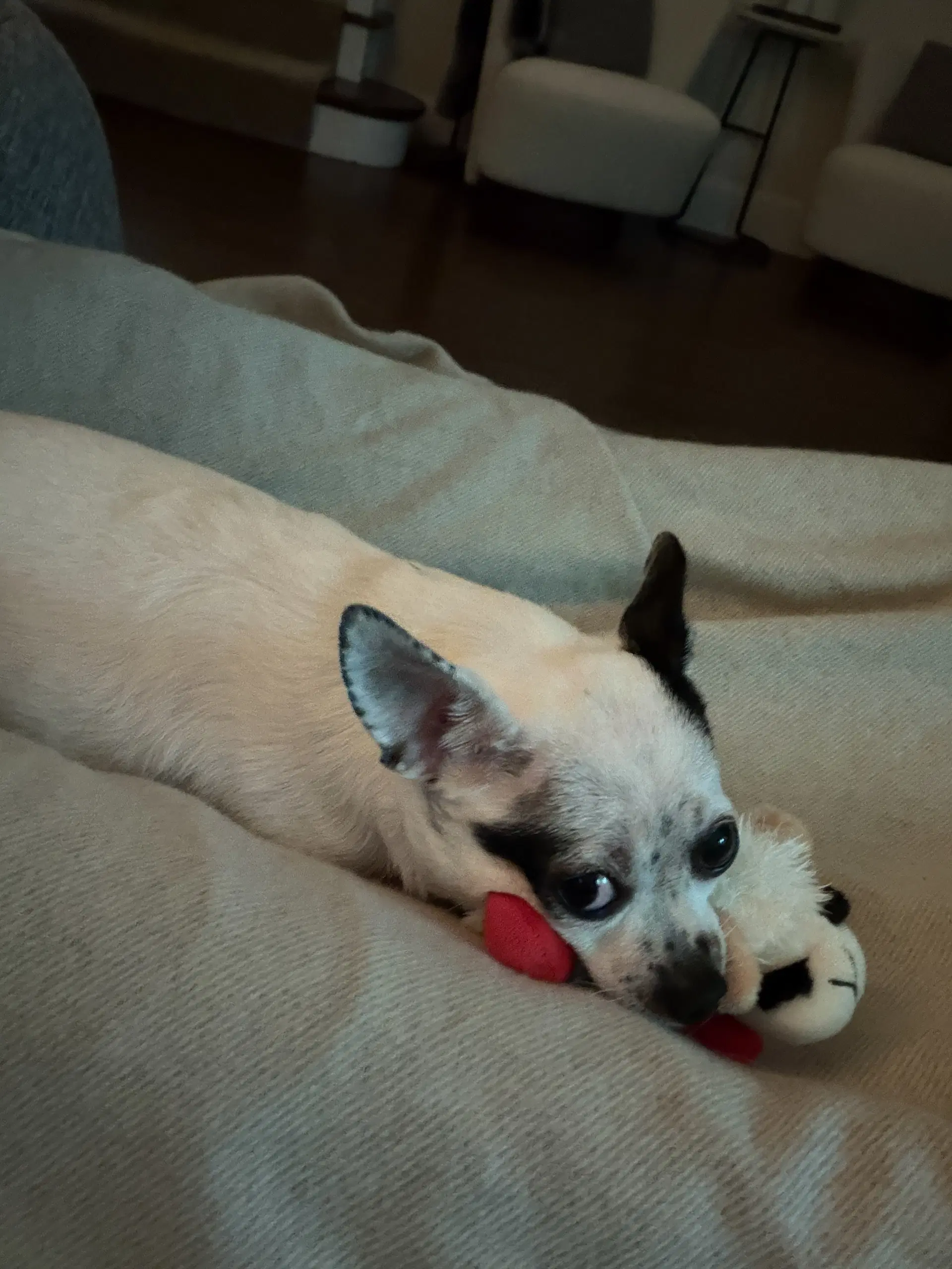 Biscuit image 3
