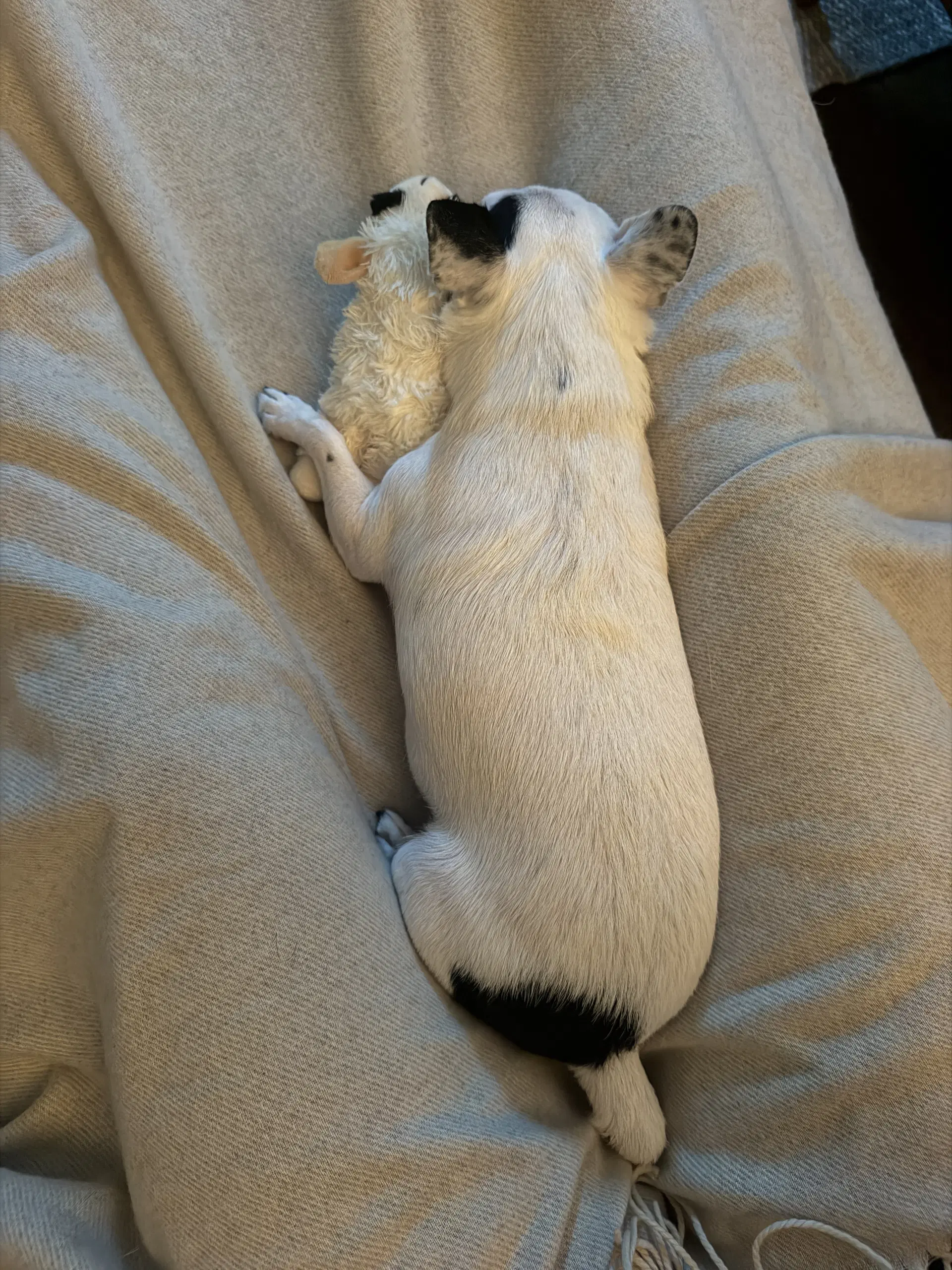 Biscuit image 4