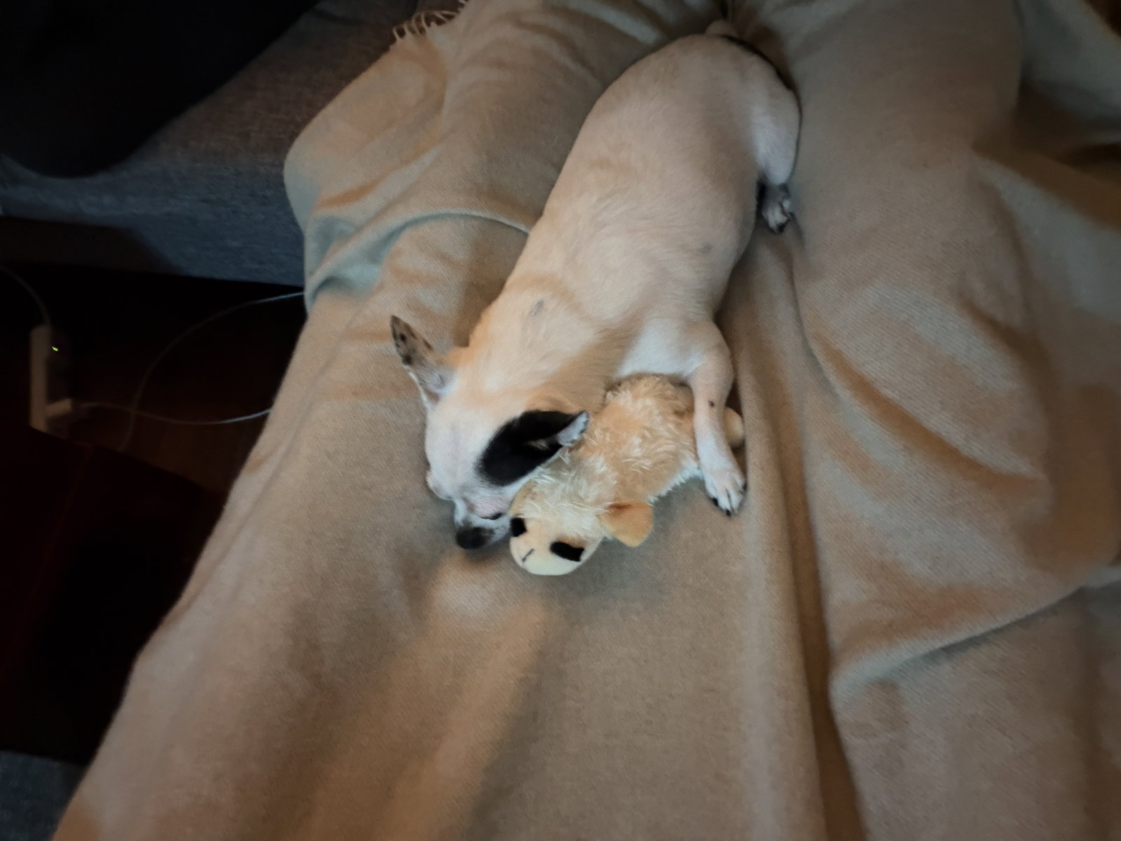 Biscuit, photo 15