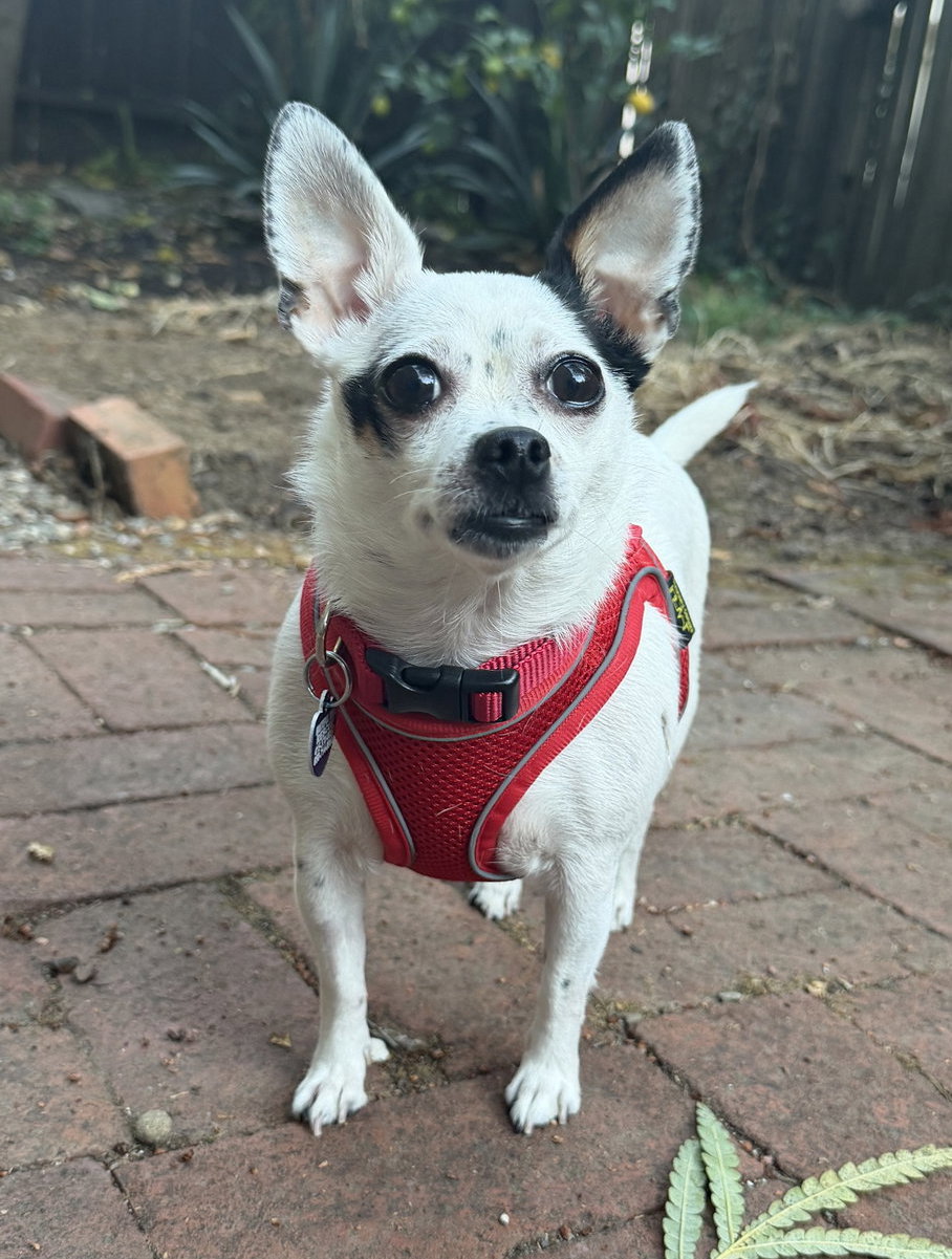 Biscuit, photo 2